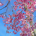 Weeping Cherry Tree
